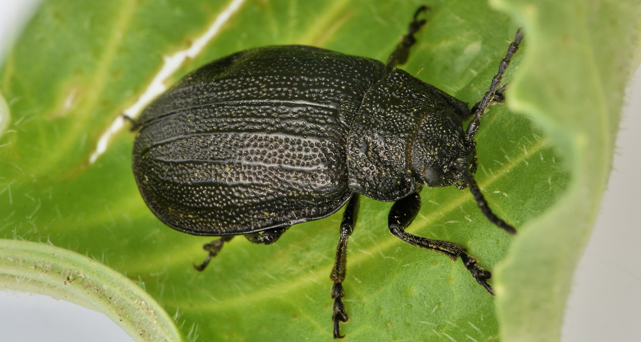 Chrysomelidae: Galeruca tanaceti